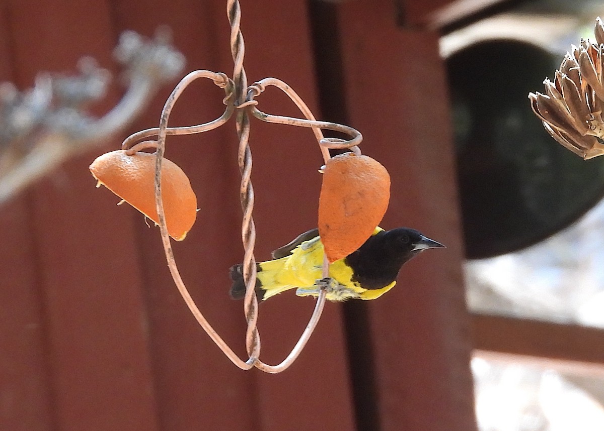 Scott's Oriole - Christine Rowland