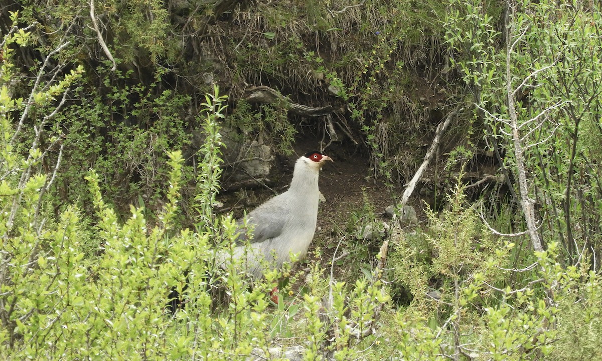 Faisán Orejudo Blanco - ML620529156