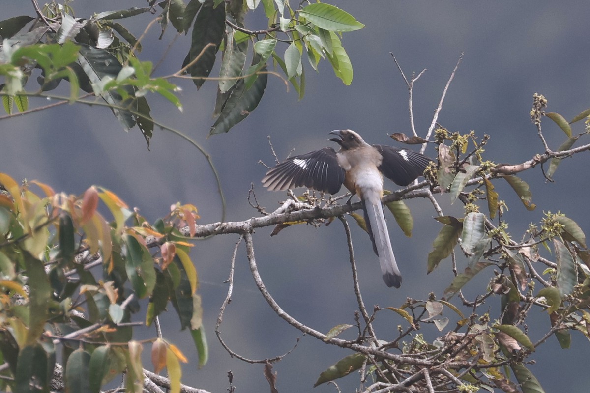 Bornean Treepie - ML620529166