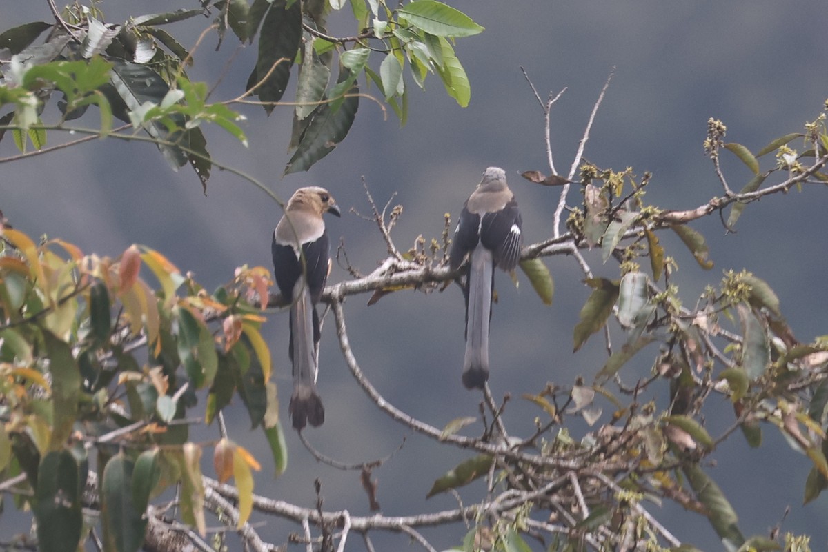 Bornean Treepie - ML620529167