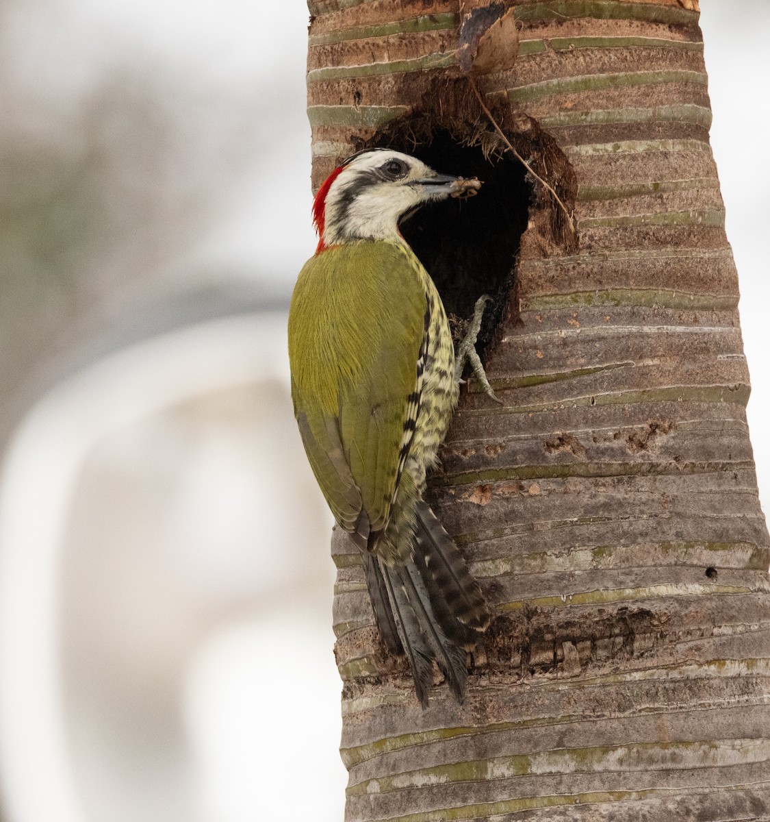 Cuban Green Woodpecker - ML620529170