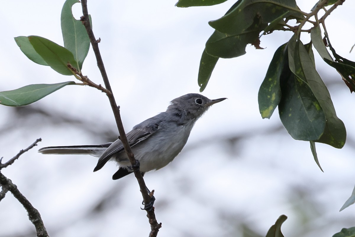 Blue-gray Gnatcatcher - ML620529176