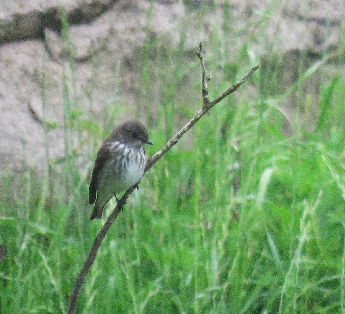 Gray-streaked Flycatcher - ML620529177