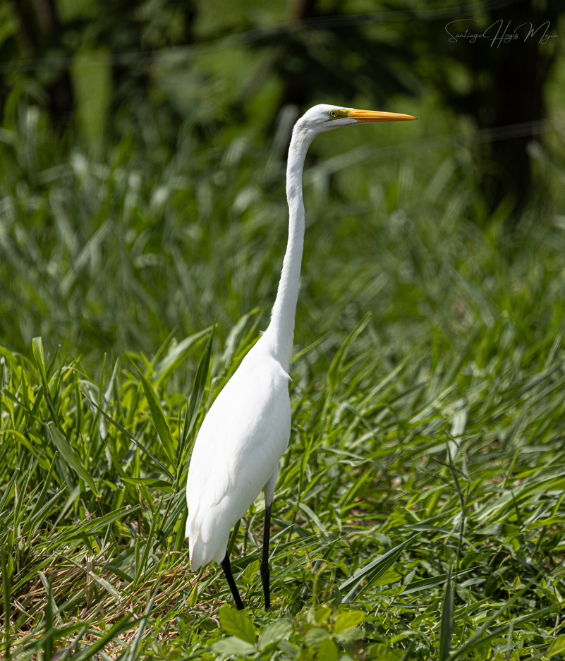 Great Egret - ML620529186