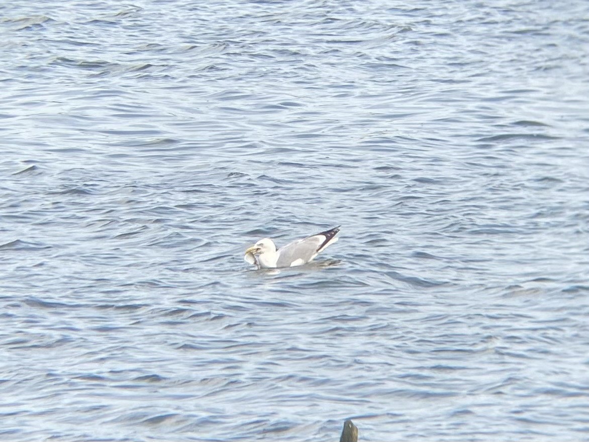 Herring Gull - ML620529191