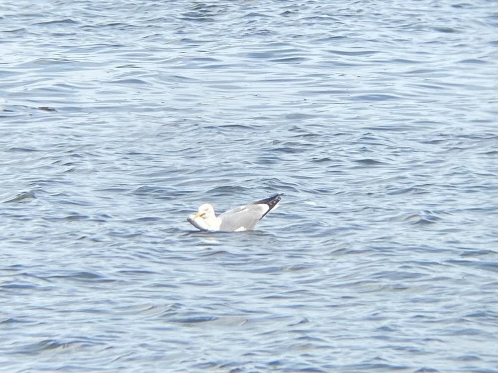 Herring Gull - ML620529192