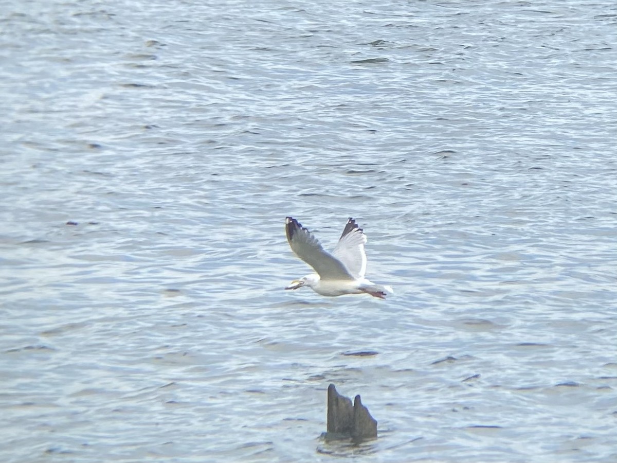 Herring Gull - ML620529195