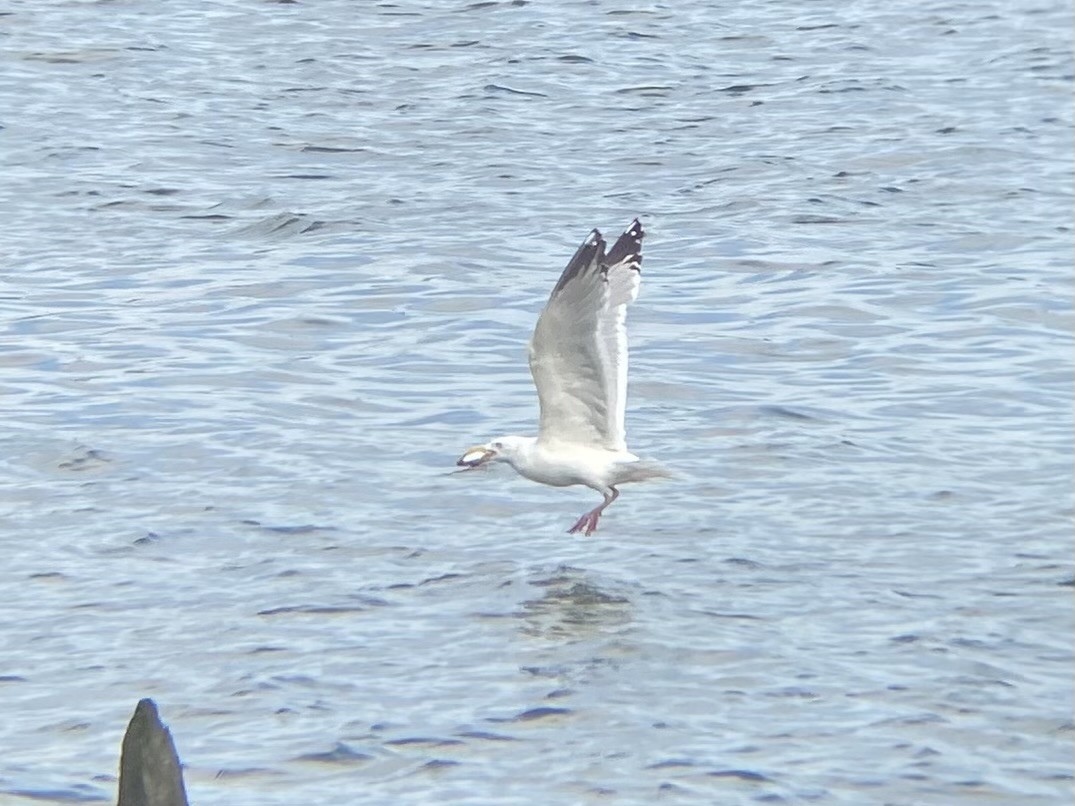 Herring Gull - ML620529196