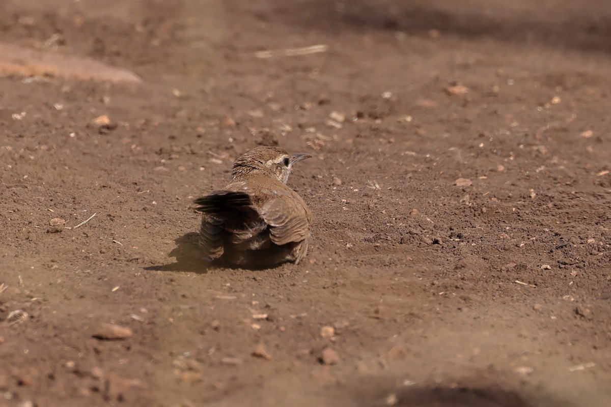 Bewick's Wren - ML620529198