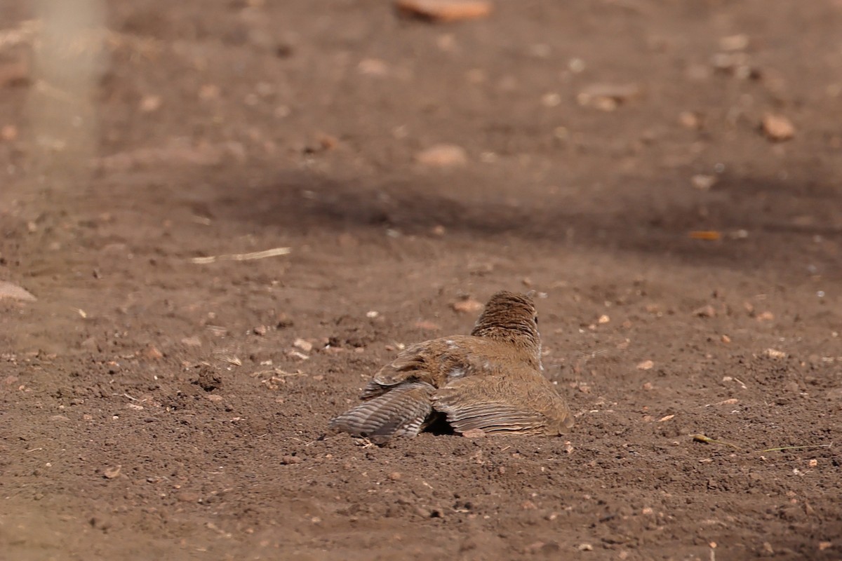 Bewick's Wren - ML620529200