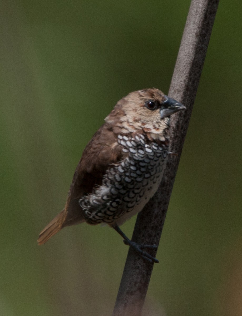 Scaly-breasted Munia - ML620529205