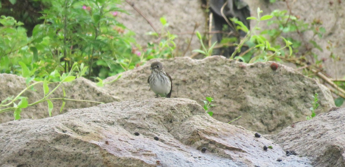 Gray-streaked Flycatcher - ML620529211