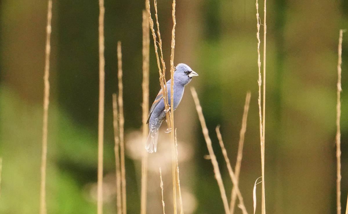 Blue Grosbeak - ML620529212