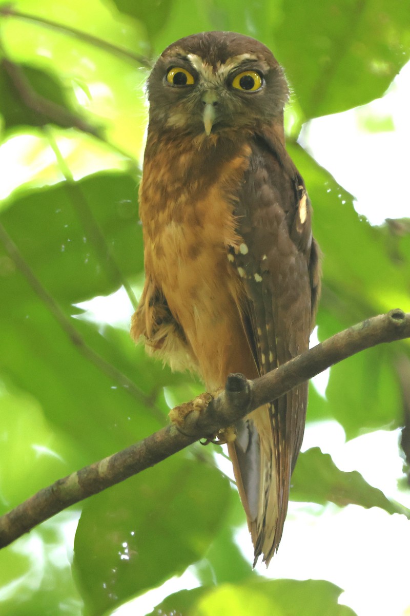 Ochre-bellied Boobook - ML620529219