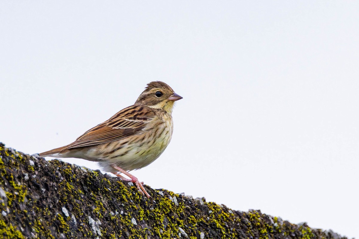 Black-faced Bunting - ML620529225