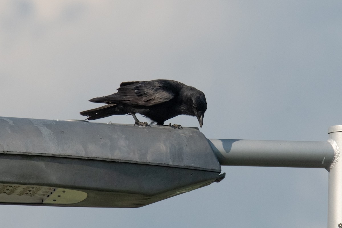 Fish Crow - ML620529227