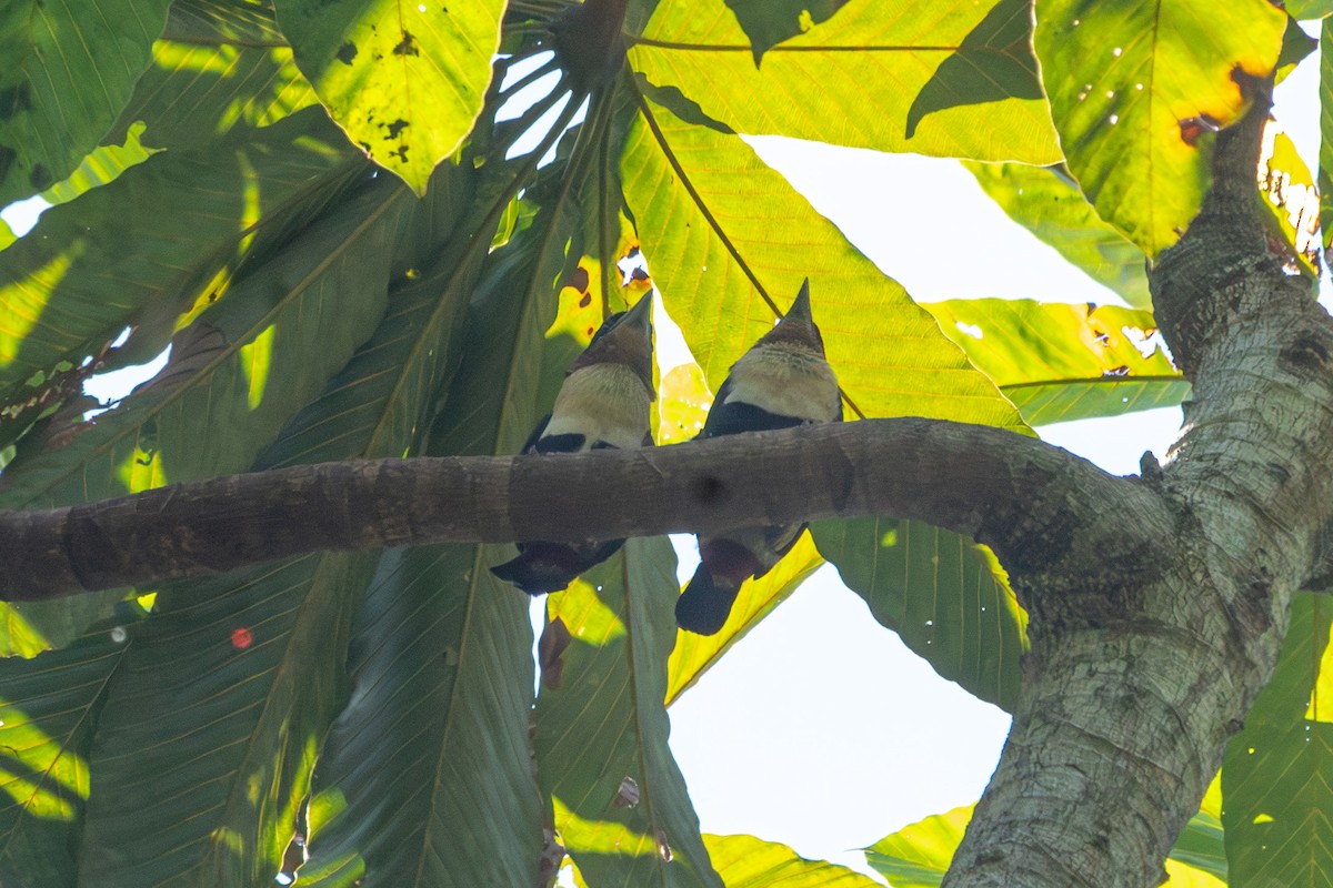 Black-girdled Barbet - ML620529231