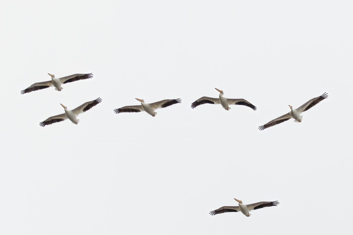 American White Pelican - ML620529233