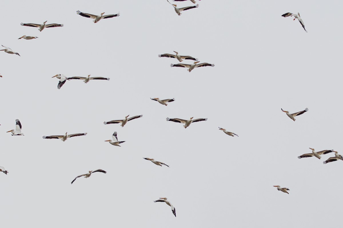 American White Pelican - ML620529236