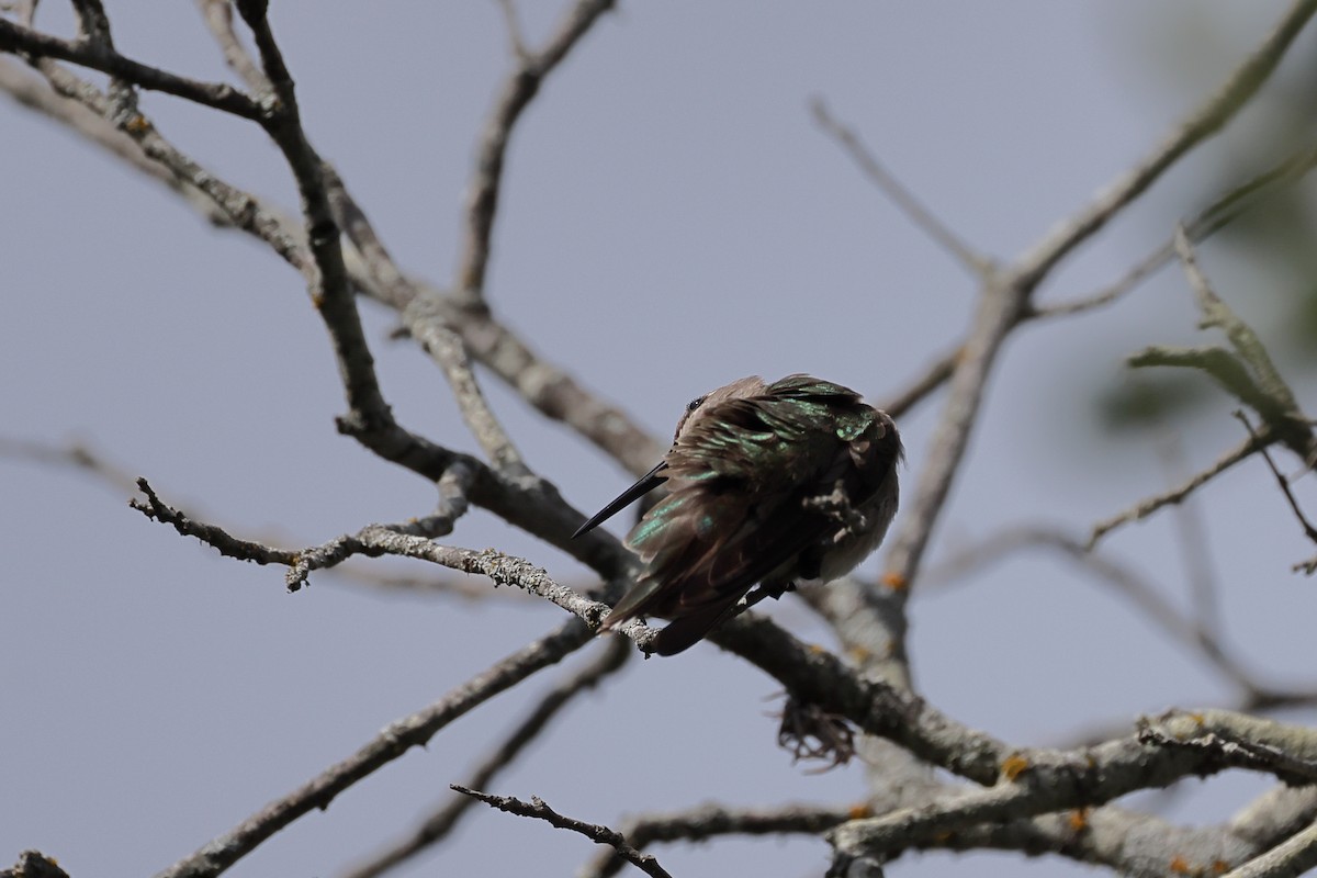 Black-chinned Hummingbird - ML620529238