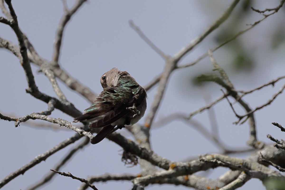 Black-chinned Hummingbird - ML620529239
