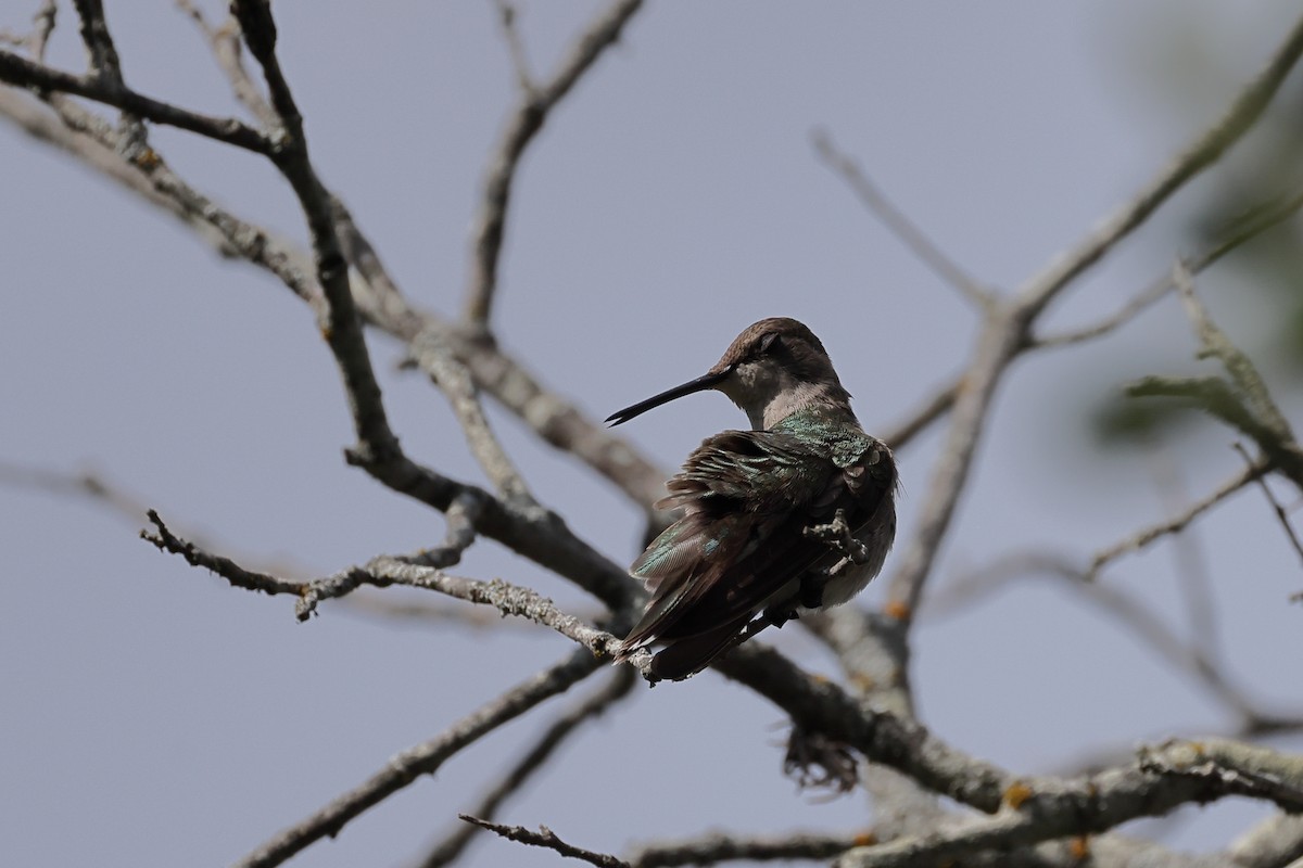 Black-chinned Hummingbird - ML620529240