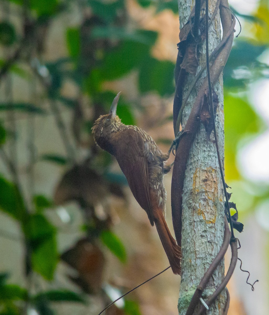 Dusky-capped Woodcreeper (Layard's) - ML620529242