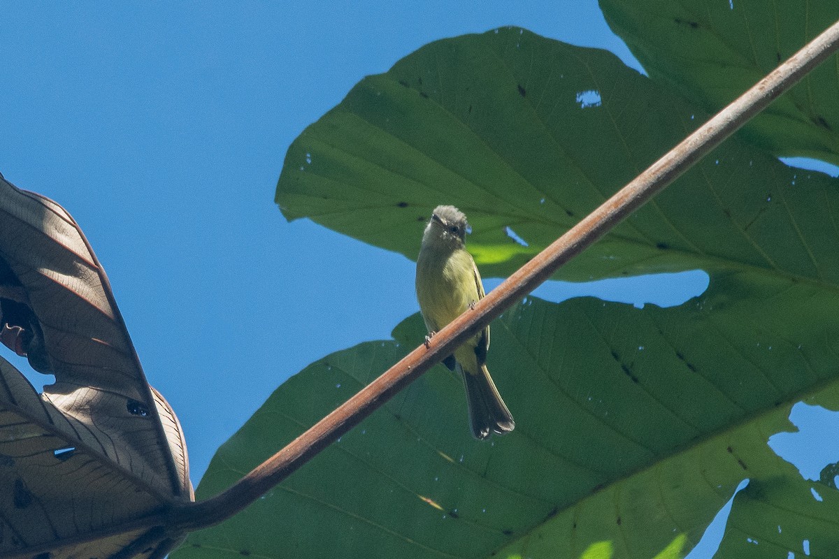 Gray-crowned Flatbill - ML620529255
