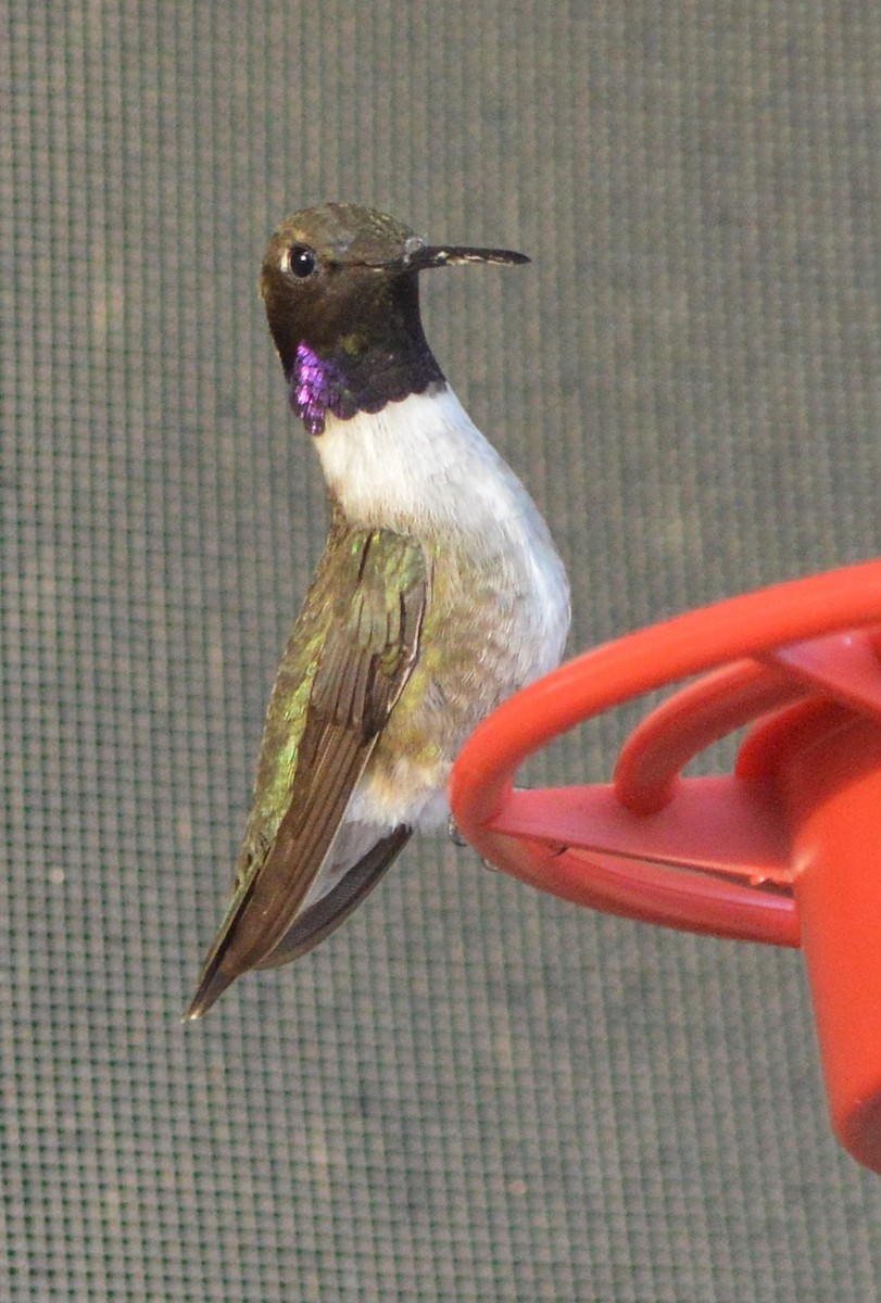 Black-chinned Hummingbird - ML620529262