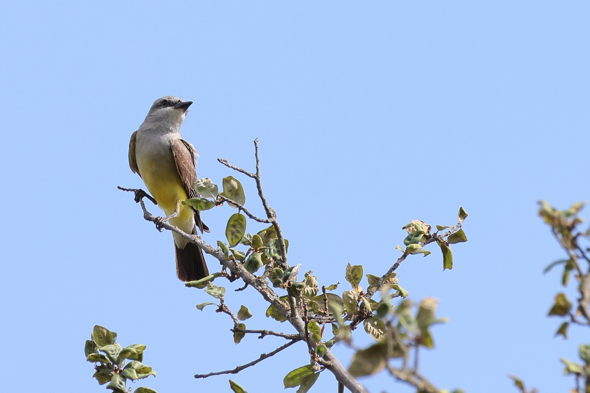 Western Kingbird - ML620529263