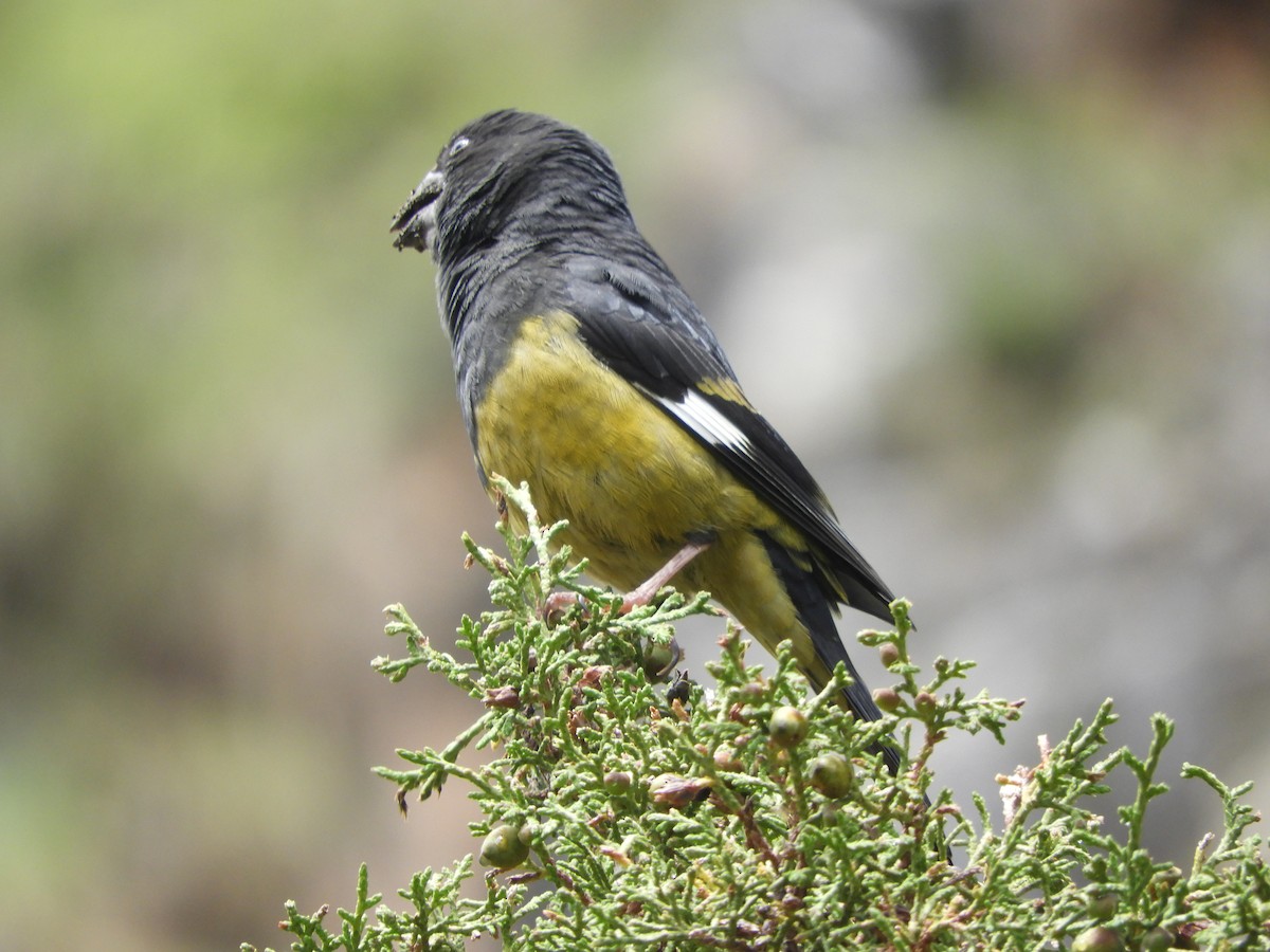 White-winged Grosbeak - ML620529265