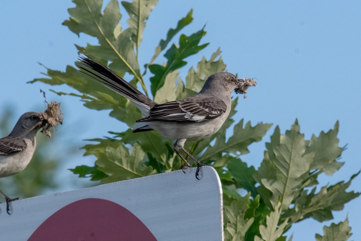 חקיינית צפונית - ML620529267