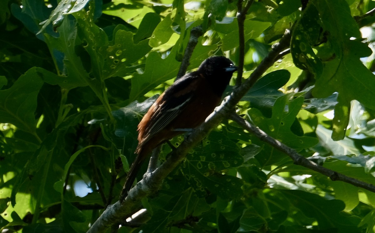 Orchard Oriole - ML620529270