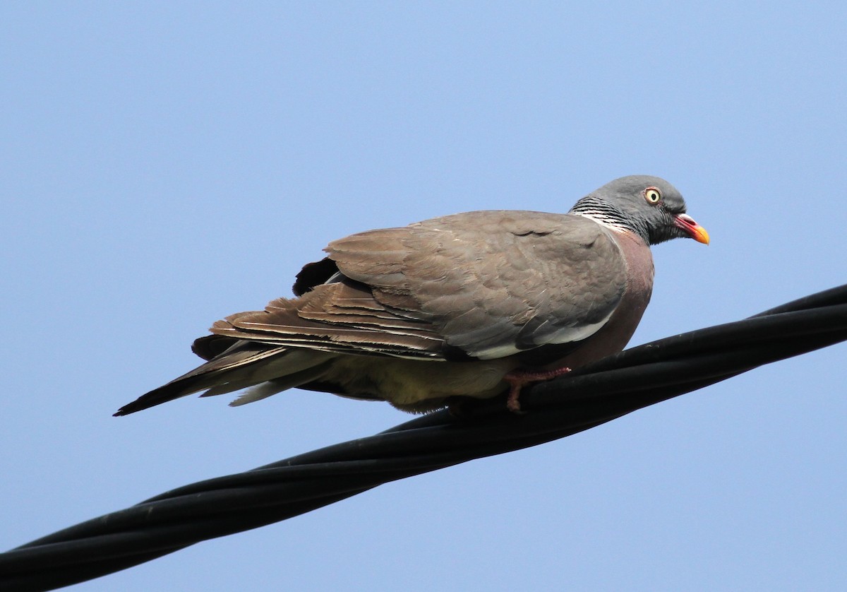 Common Wood-Pigeon - ML620529271