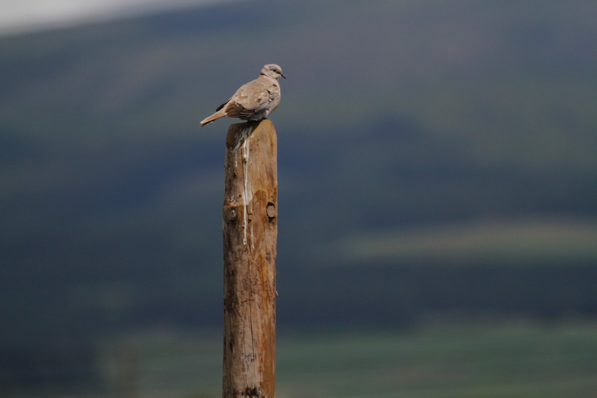 Eurasian Collared-Dove - ML620529274