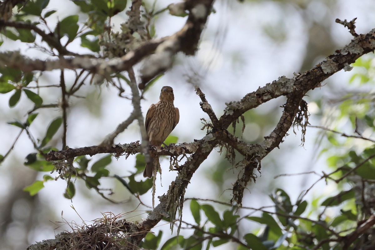 House Finch - ML620529276