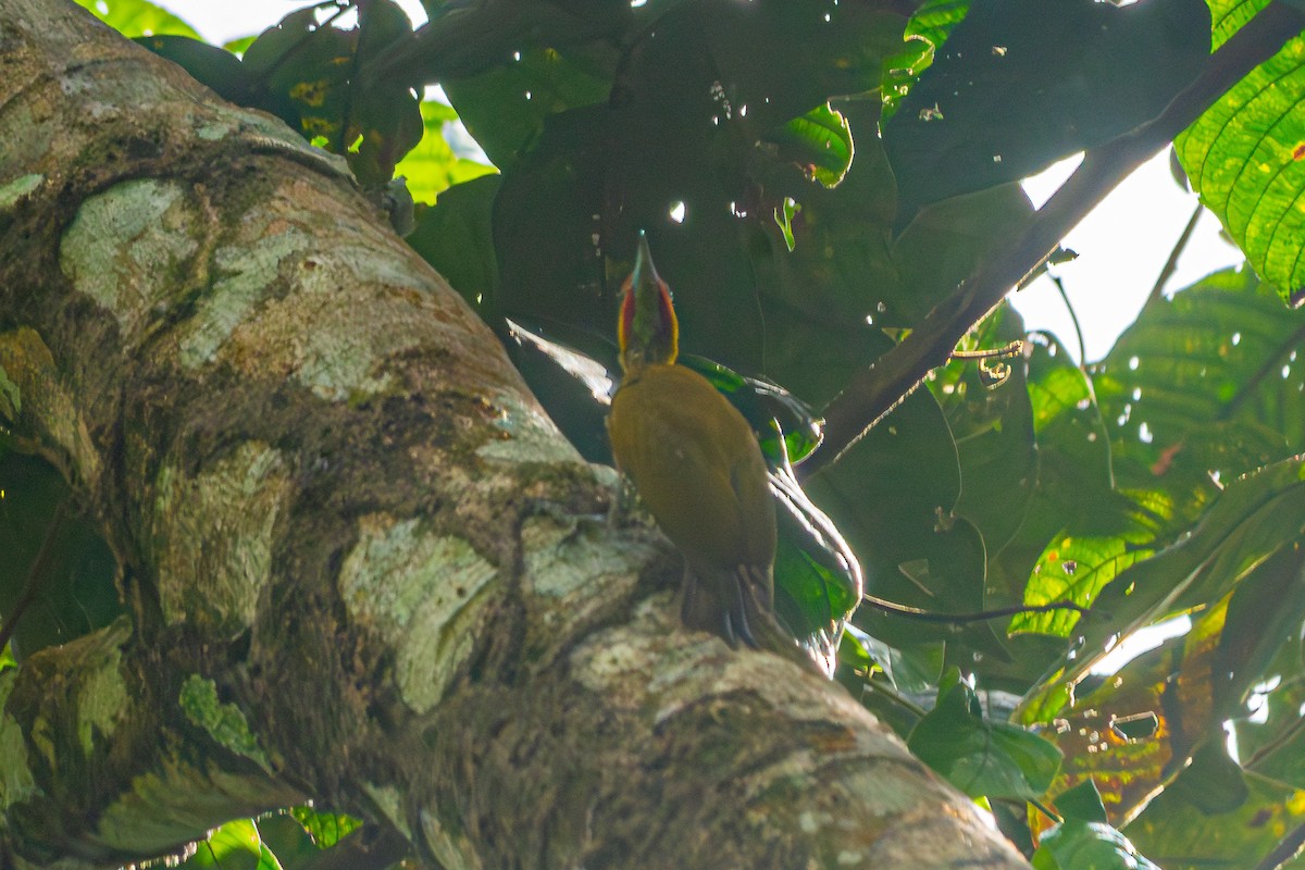 Yellow-throated Woodpecker - ML620529277