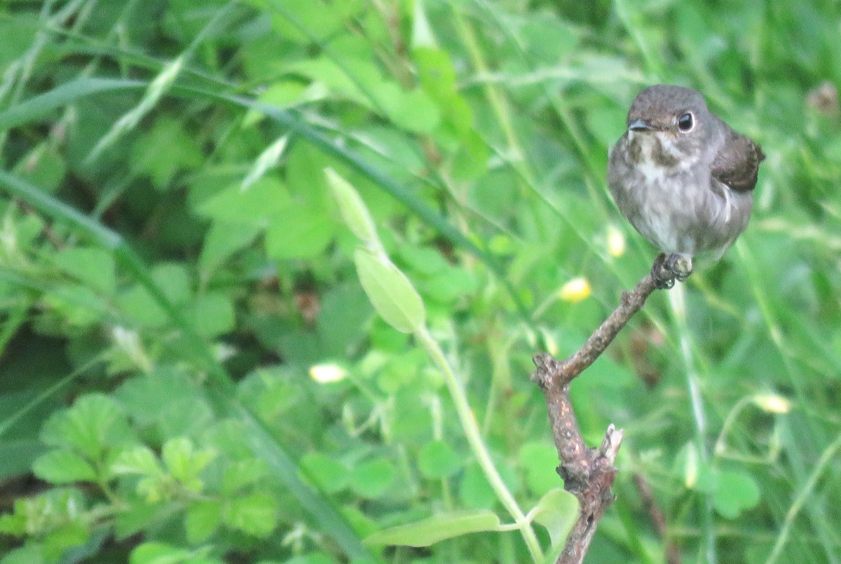 Dark-sided Flycatcher - ML620529278