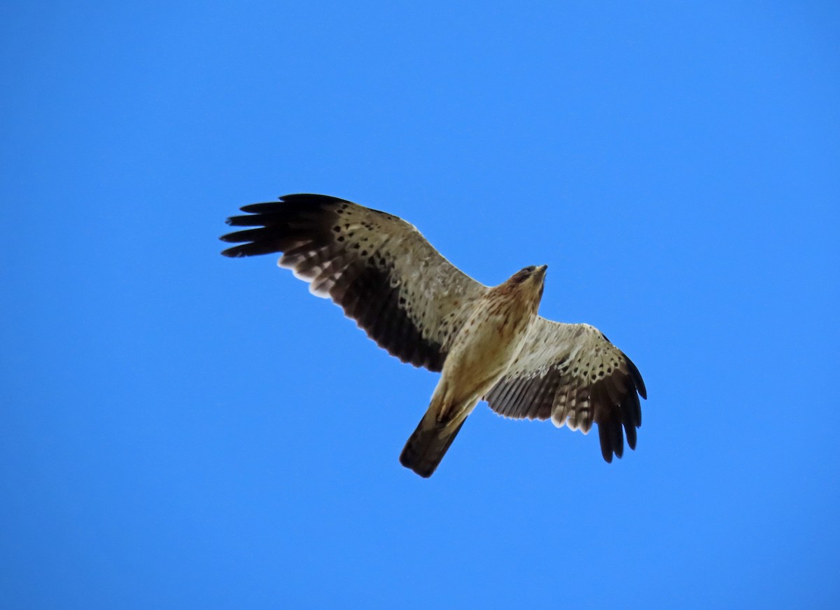 Booted Eagle - ML620529280