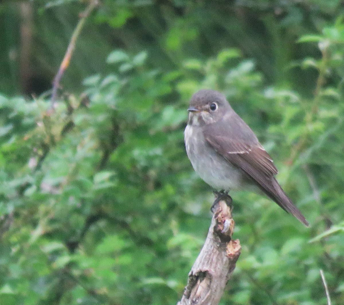 Dark-sided Flycatcher - ML620529282