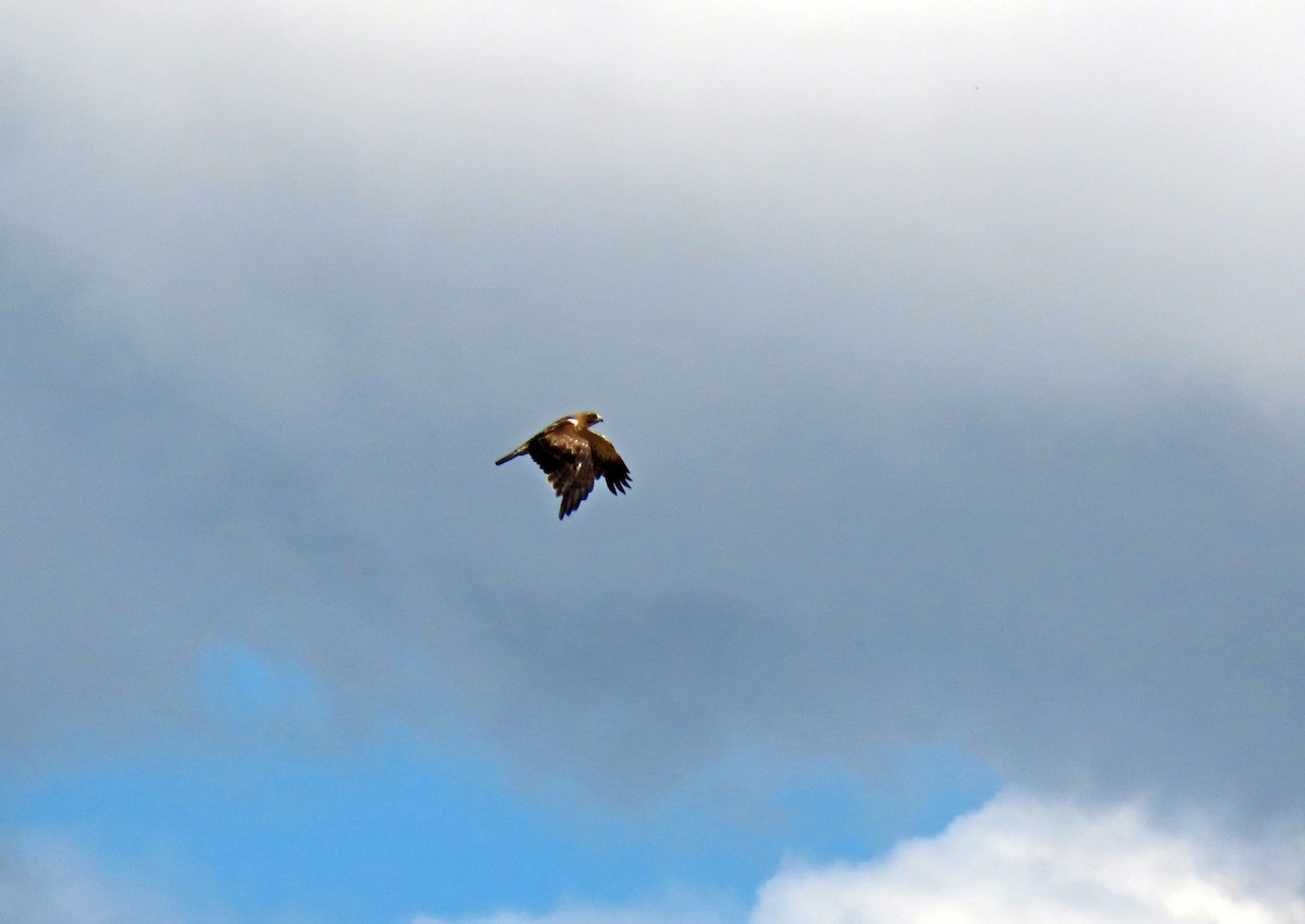 Booted Eagle - ML620529283