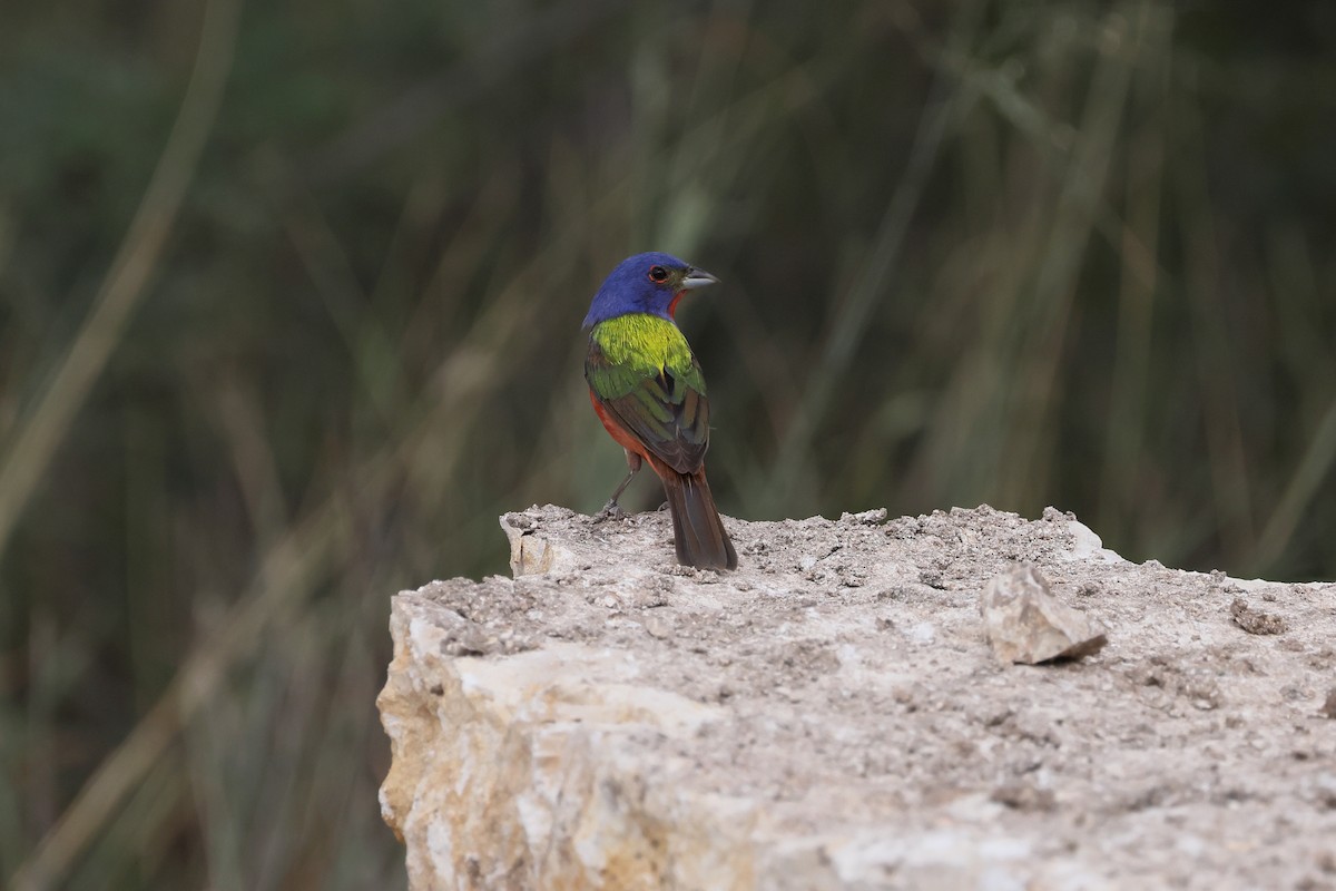 Painted Bunting - ML620529285