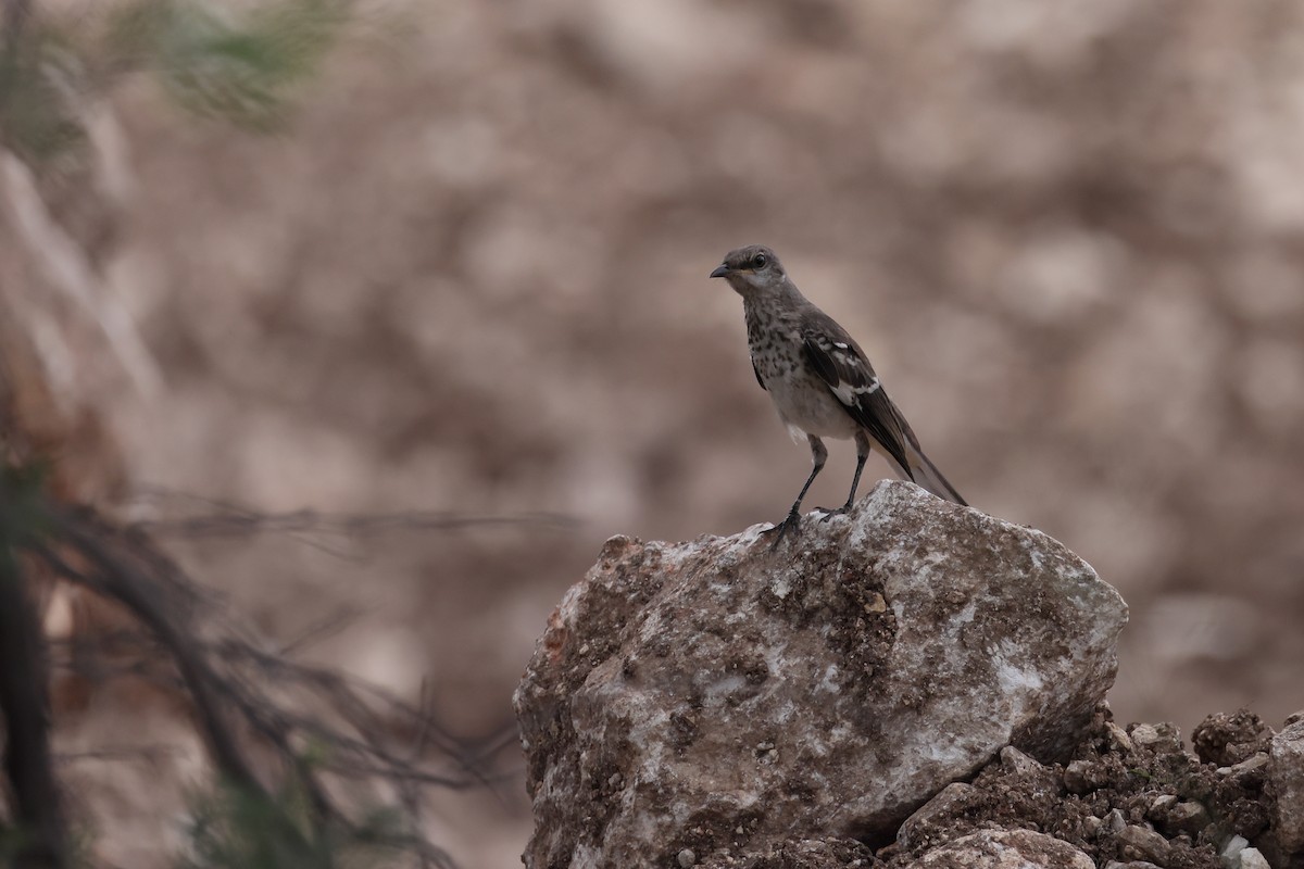 Northern Mockingbird - ML620529290