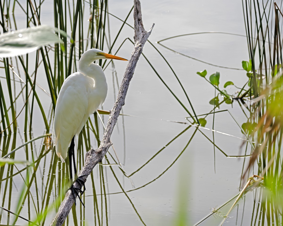 Grande Aigrette - ML620529293