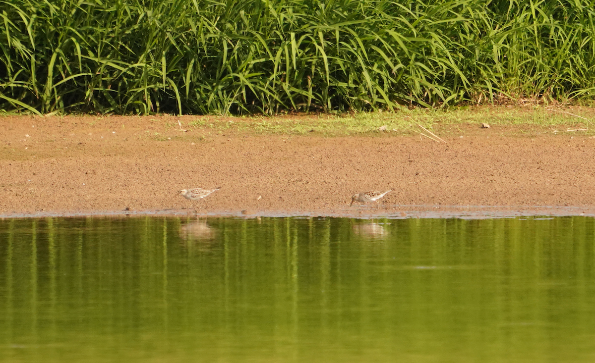 White-rumped Sandpiper - ML620529312