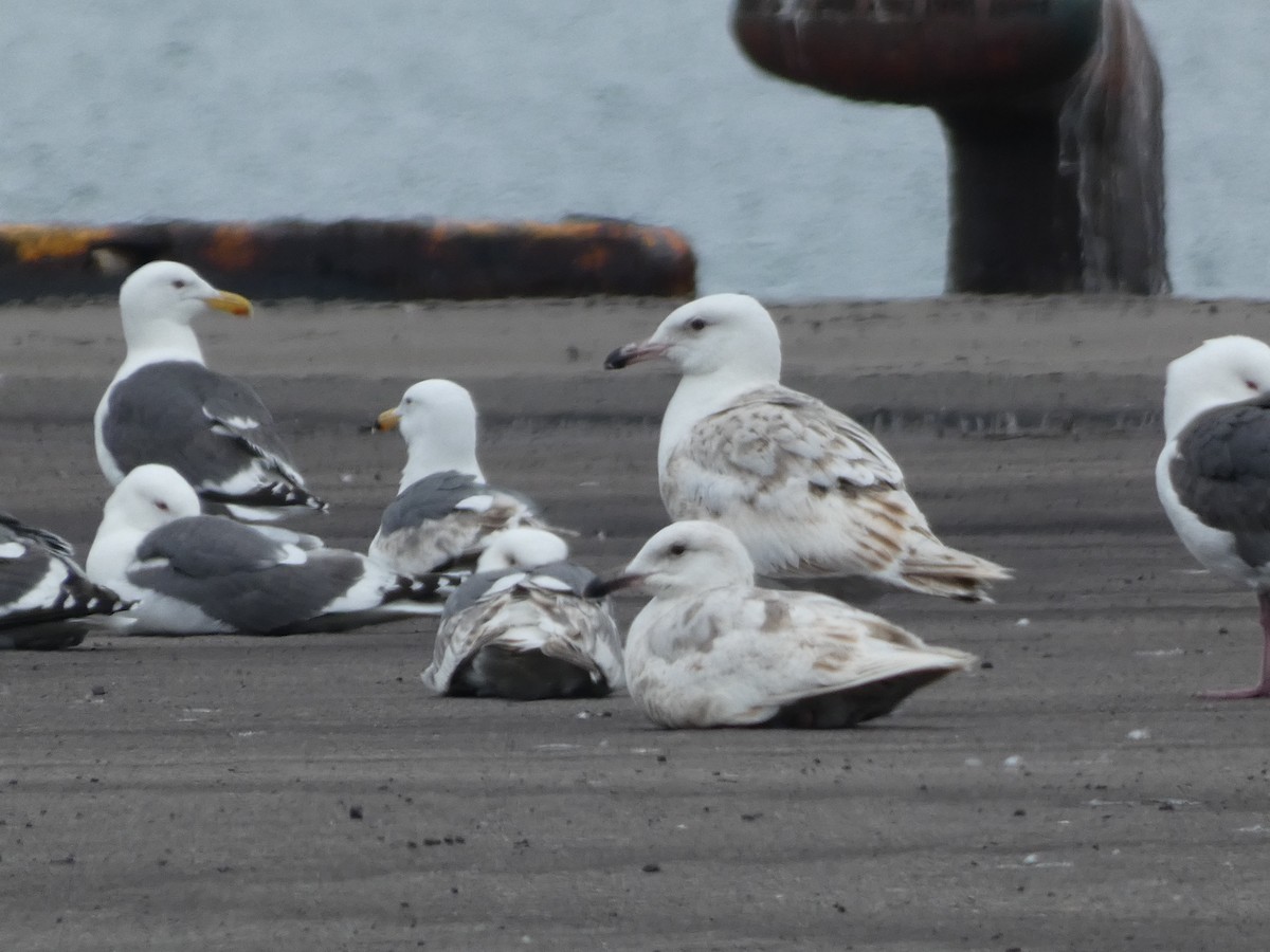 Glaucous-winged Gull - ML620529314