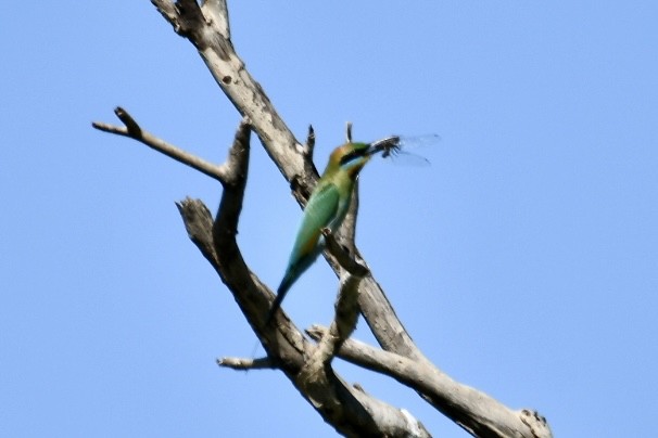 Rainbow Bee-eater - Russell Waugh