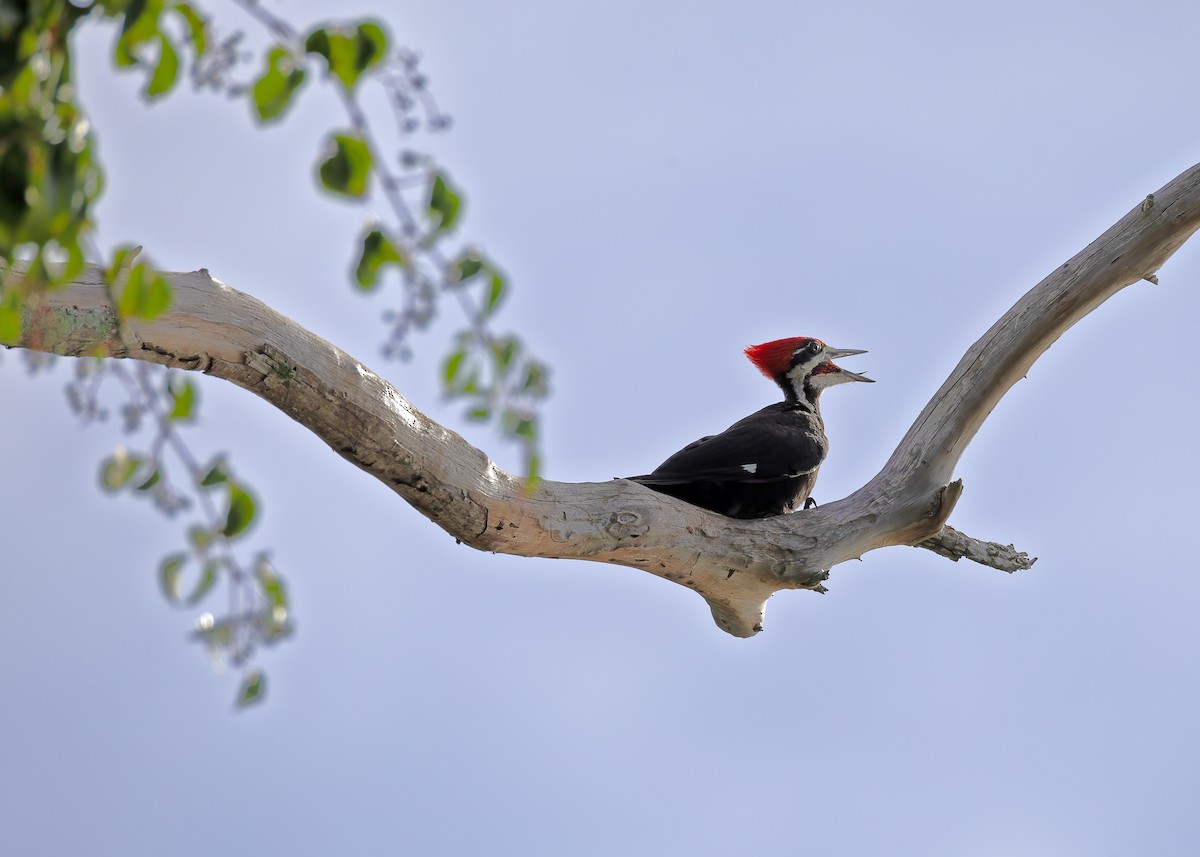 Pileated Woodpecker - ML620529324