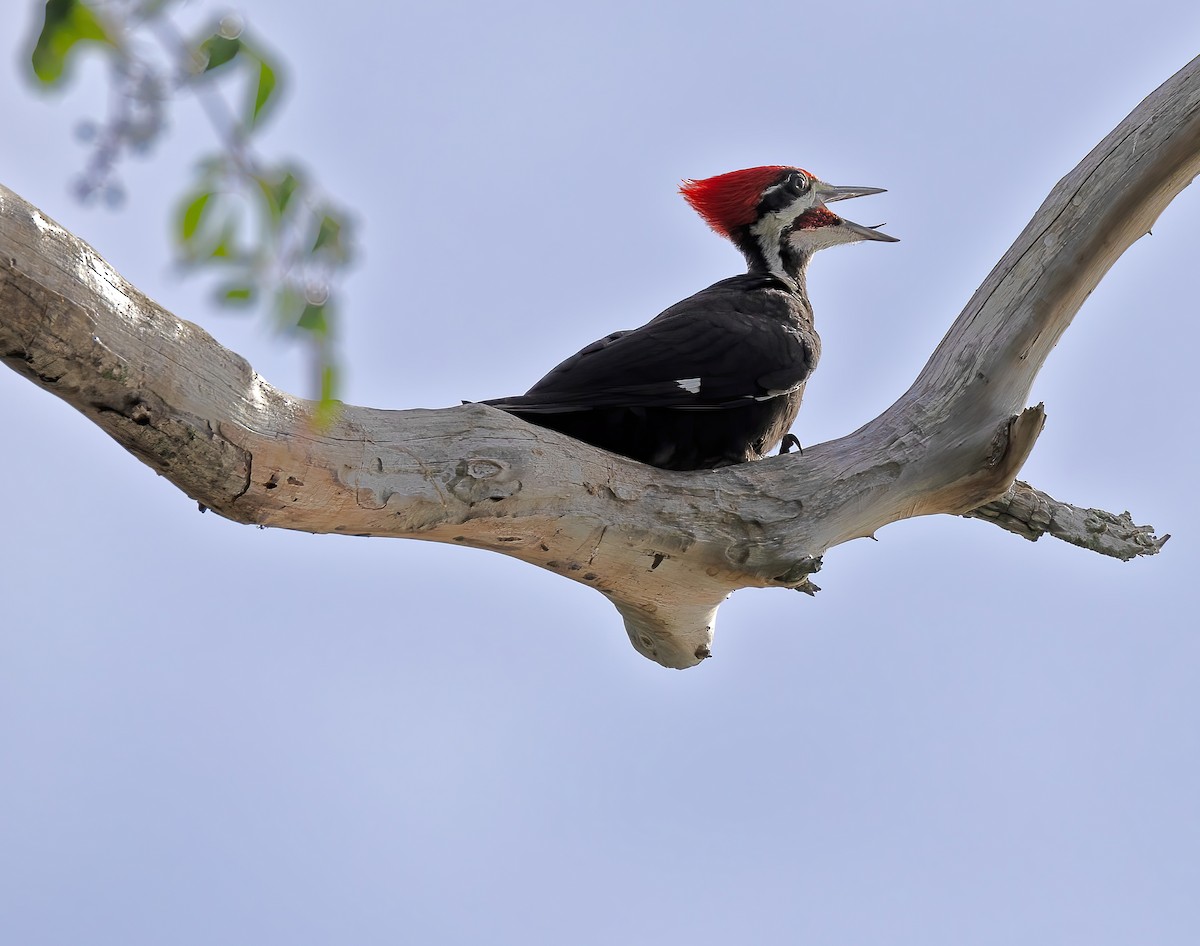 Pileated Woodpecker - ML620529325