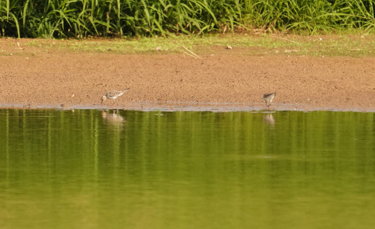 White-rumped Sandpiper - ML620529326